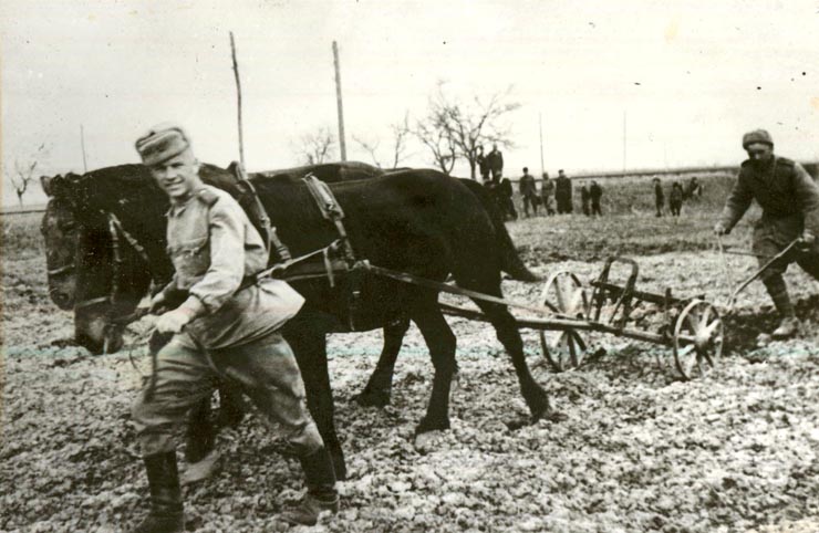 Ostaşii sovietici sprijinind ţăranii români; Fototeca online a comunismului românesc, cota 22/1945