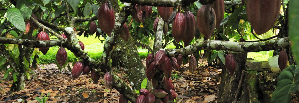 arbore-cacao-plin-de-fructe-1170x403