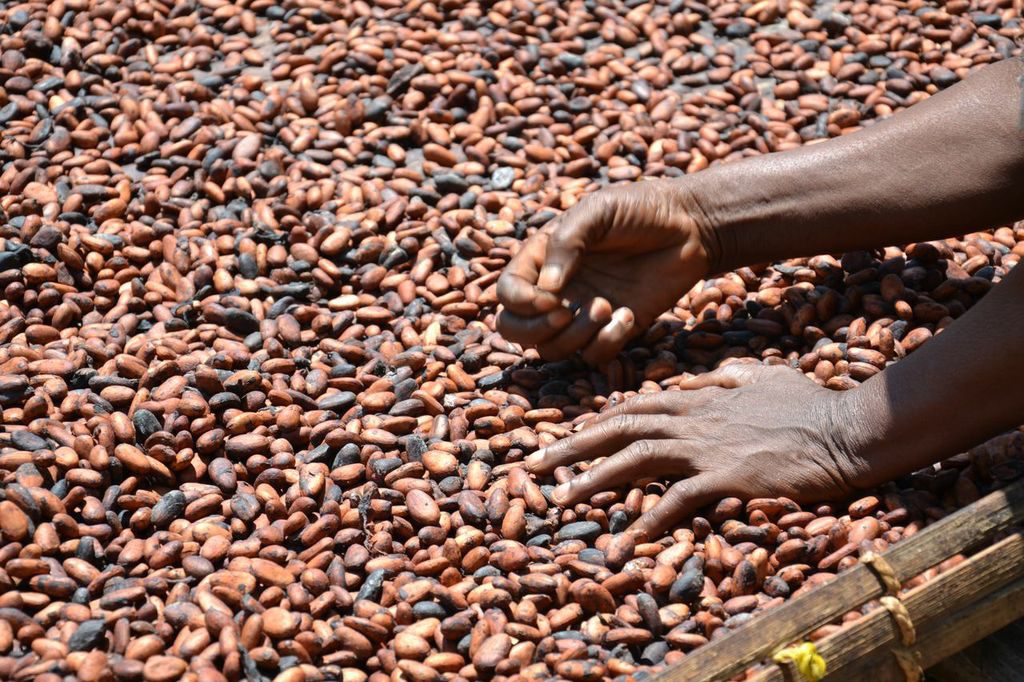 cocoa_prices_and_income_of_farmers._tereza_hronova_people_in_need_ghana